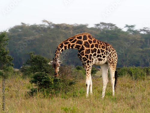 Rothschilds giraffe, Giraffa camelopardalis rothschildi photo