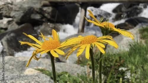 The yellow flowers of mountain arnica flourished in mountain meadows.