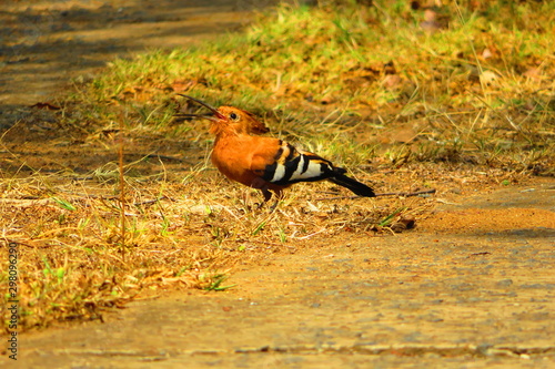 A hoopoe bird foraging for grubs photo