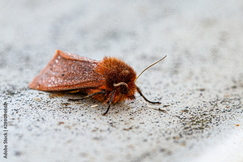 Obraz premium Nature