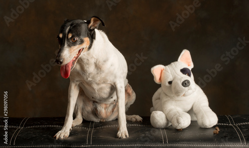 Valokuva Portrait of an Andalusian ratter breed dog sitting with a toy