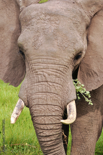 Photography portrait of african elephants