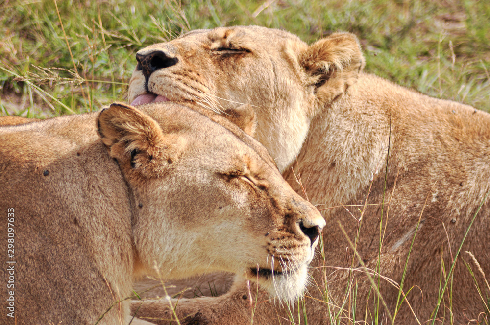 portrait of two female lions in the african savannah portrait of two female lions in the african savannah