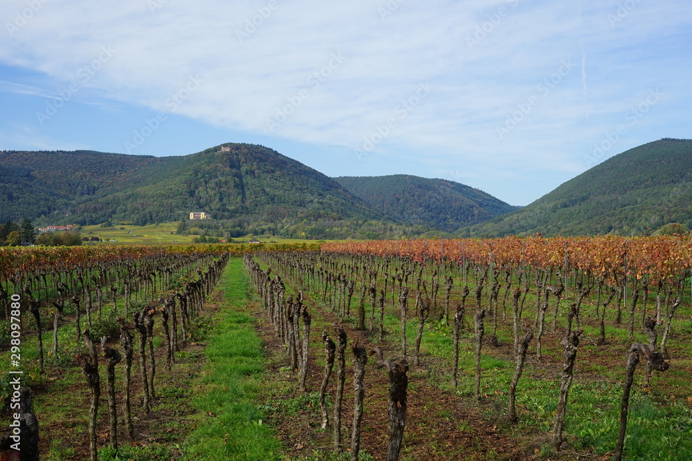 Kahle Weinstöcke in den Weinbergen, von Edenkoben
