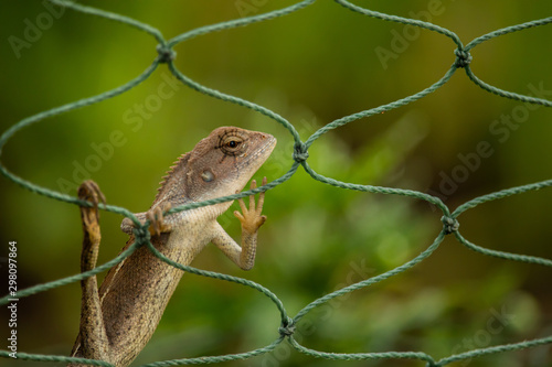 A light brown chameleon perched on a green rope net with a green tree behind. As if he was secretly looking