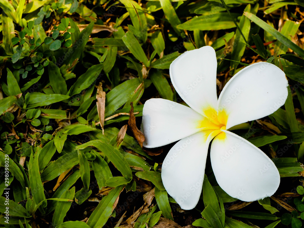 Fototapeta premium Flower on grass