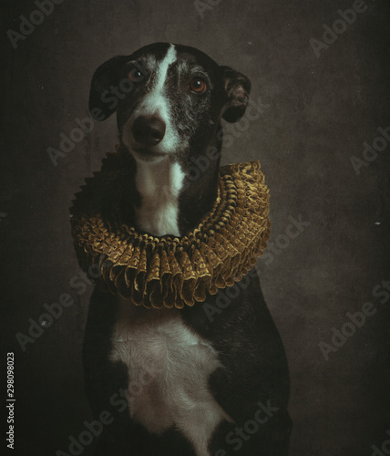 Portrait of obedient black and white smooth fox terrier in golden ruff photo
