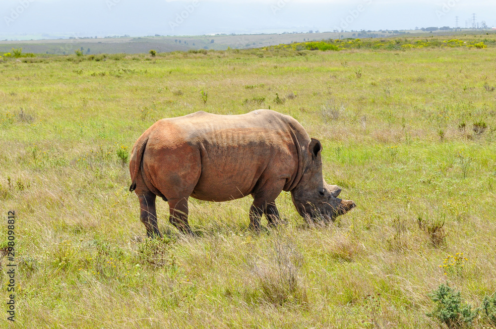 portrait of a single rhino in the african savannah portrait of a single rhino in the african savannah