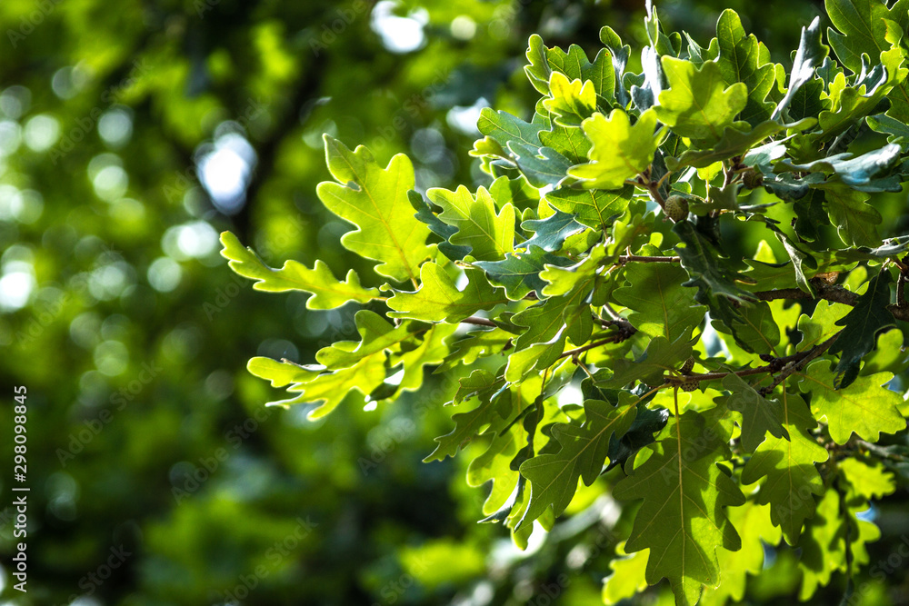 green leaves of oak in spring