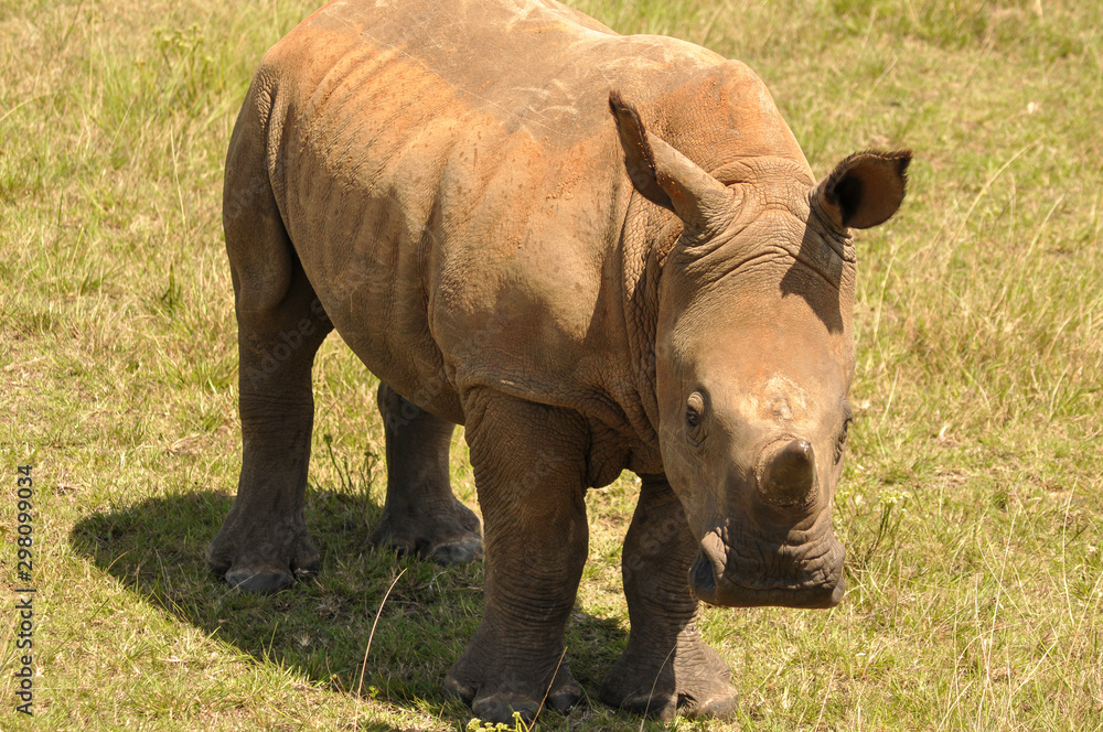 Fototapeta premium portrait of a single rhino in the african savannah