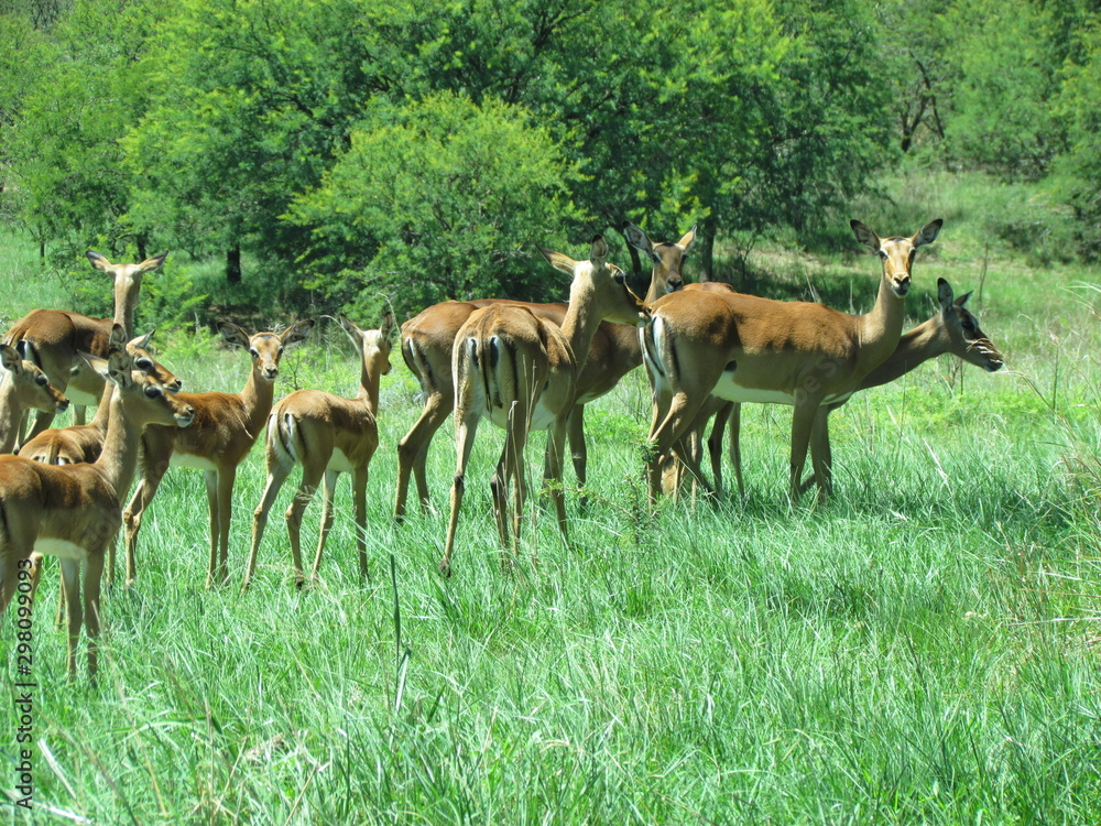 Impala buck and their young on a farm in Natal, South Africa. Impala buck and their young on a farm in Natal, South Africa.