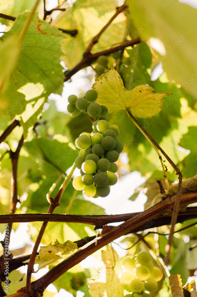 White grapes growing on a vine for wine production. Ripe crop ready for harvest on a sunny day in autumn. Vineyard in France. Template for design. Copy space. White grapes growing on a vine for wine production. Ripe crop ready for harvest on a sunny day in autumn. Vineyard in France. Template for design. Copy space.