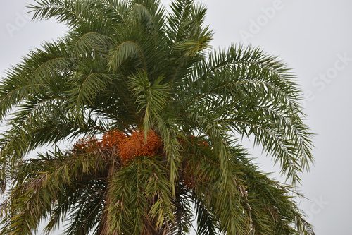 branch of a christmas tree or date tree in india 