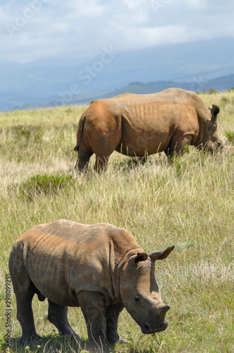 portrait of two rhinos grazing in the african savannah