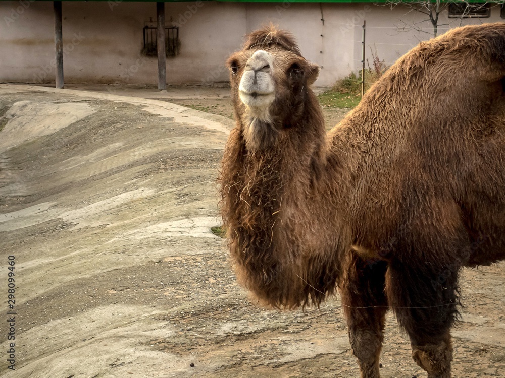 Obraz premium Camel in the aviary of the zoo watching the environment
