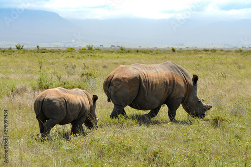 portrait of two rhinos grazing in the african savannah