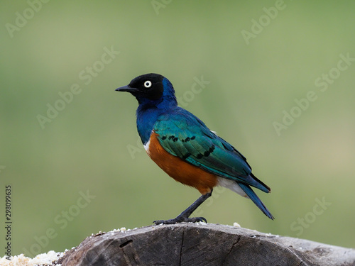 Photos Superb starling, Lamprotornis superbus