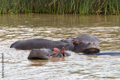 Hippopotamus resting its head on another hippo's back in the water.