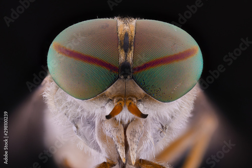 Close up of fly head photo