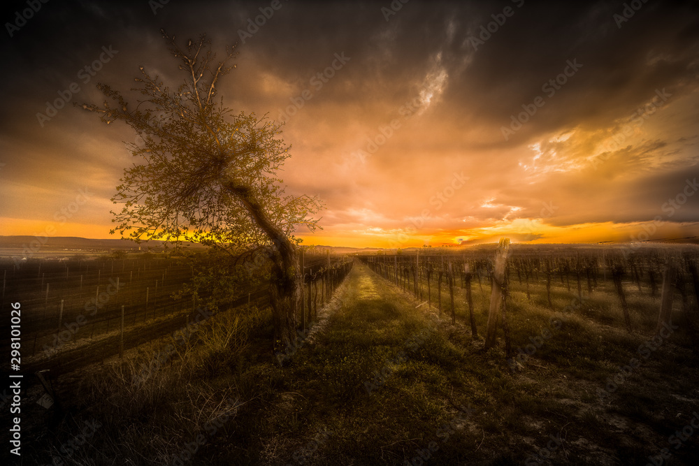 Fototapeta premium sunset over field