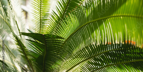 Creative tropical green leaves layout. Nature summer concept. Tropical palm foliage. Sun over green palm leaves