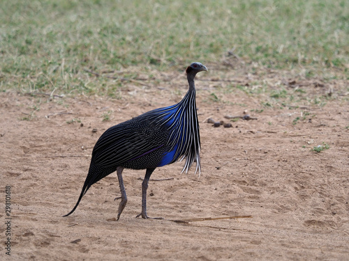 Vulturine guineafowl, Acryllium vulturinum photo