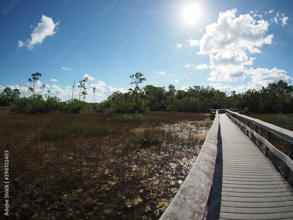 Weg in den Everglades in Florida