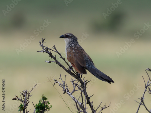 White-browed coucal, Centropus superciliosus photo