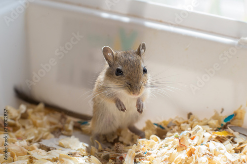 Little mouse, gerbil cub sitting in a box with sawdust photo
