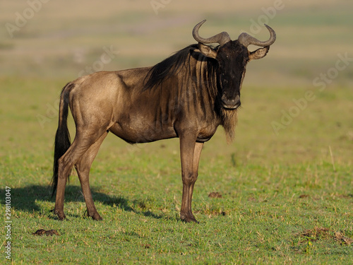 Fototapeta Naklejka Na Ścianę i Meble -  Wildebeest, Connochaetes taurinus,