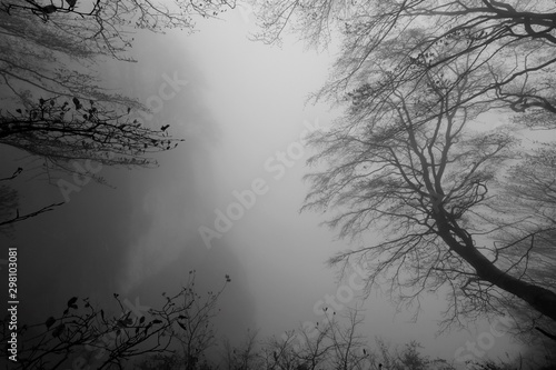 trees in the mist, tree burial, forest cemetery