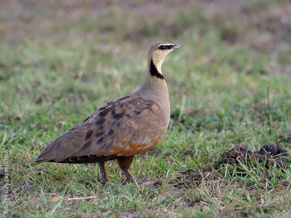 Yellow-throated sandgrouse, Pterocles gutturalis Yellow-throated sandgrouse, Pterocles gutturalis