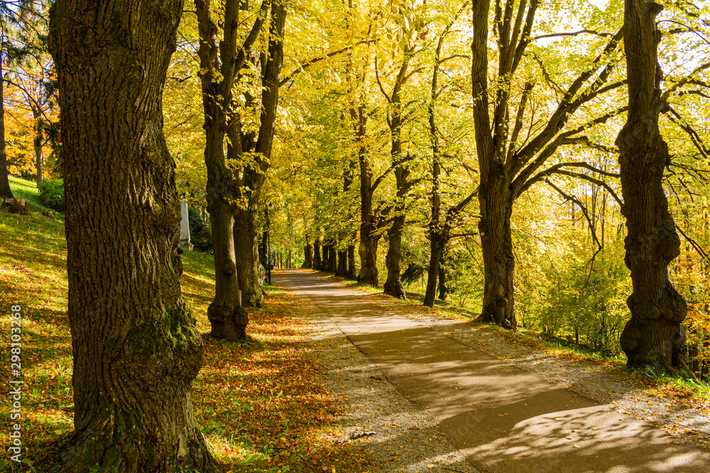 Autumn forest scenery with road of fall leaves & warm light illumining the gold foliage. Footpath in scene autumn forest nature. Vivid october day in colorful forest, maple autumn trees road fall way Autumn forest scenery with road of fall leaves & warm light illumining the gold foliage. Footpath in scene autumn forest nature. Vivid october day in colorful forest, maple autumn trees road fall way