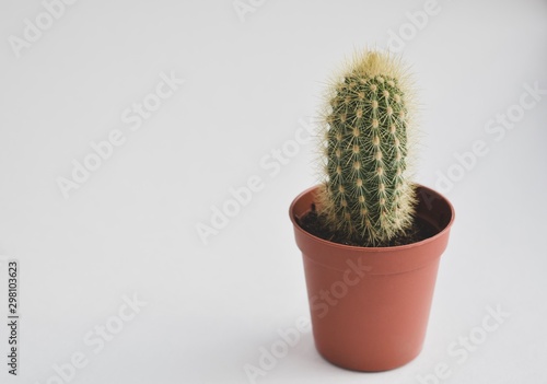 Cactus or potted cactus which is house plant in small plastic pot on white background isolated.