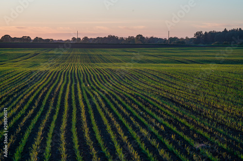 crop at sunset time