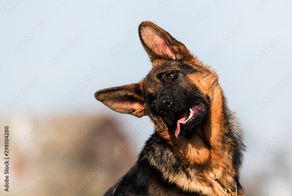 German shepherd puppy age 5 months in the grass German shepherd puppy age 5 months in the grass