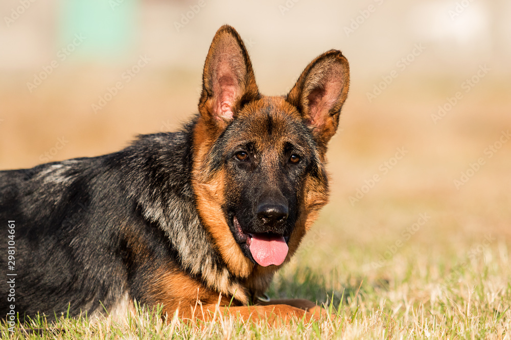 German shepherd puppy in the grass