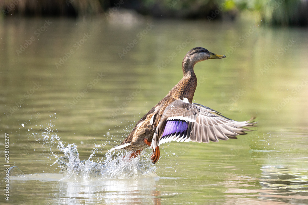 duck in water duck in water