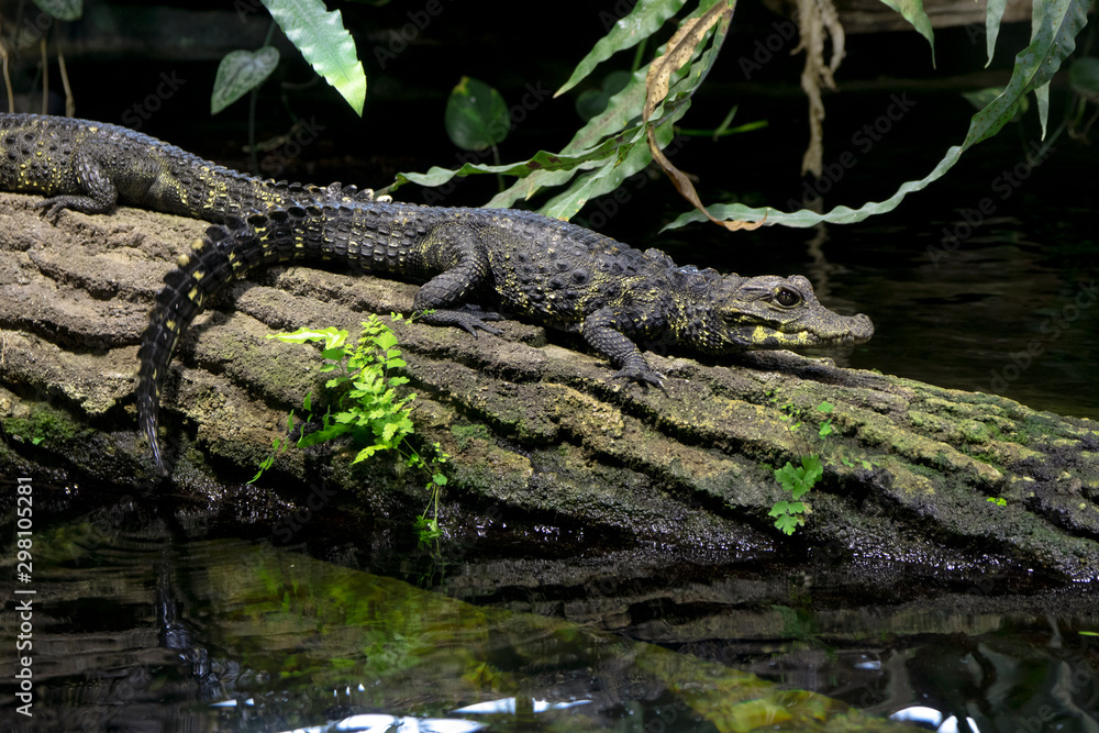 Junges Krokodil Junges Krokodil
