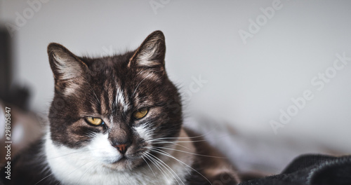 Photography Grey and white cat