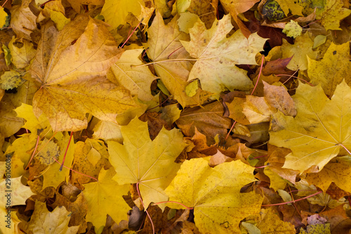 Colorful autumn fallen leaves background. Flat lay 