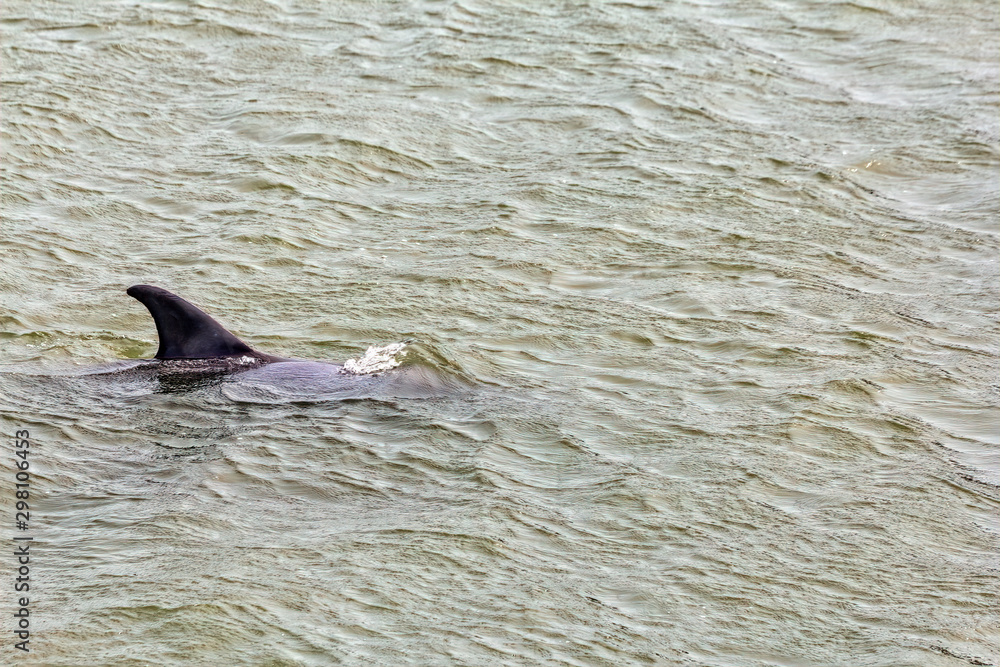 Naklejka premium Dolphin in water