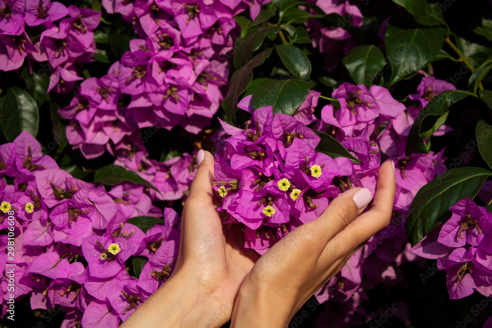 Female hands with purple bougainvillea flowers Female hands with purple bougainvillea flowers