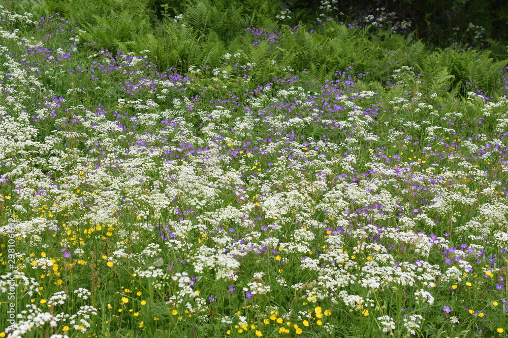 Large field of beefriendly wild flowers in different colors
