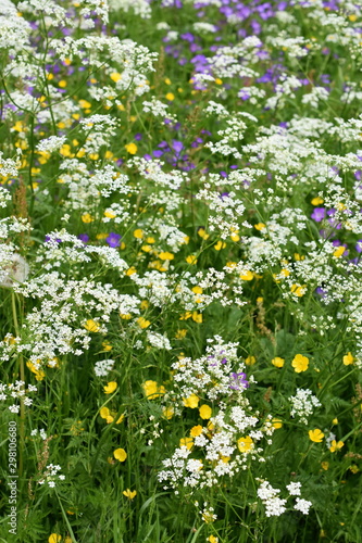 Large field of beefriendly wild flowers in different colors