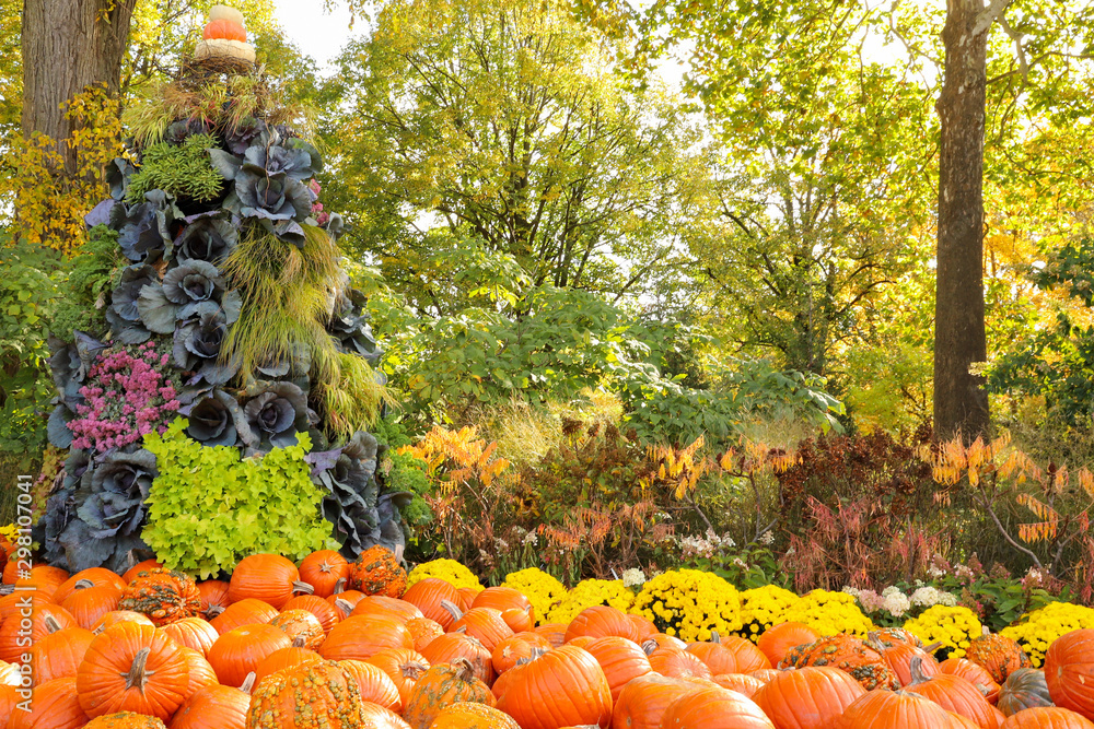 Landscape fall pyramid shaped gardenscape consisting of ornamental cabbages, pumpkins and yellow mums