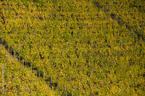 Weinberg Steillage und Rebstöcke mit gelben Blättern im Spätherbst 2019 - Stockfoto