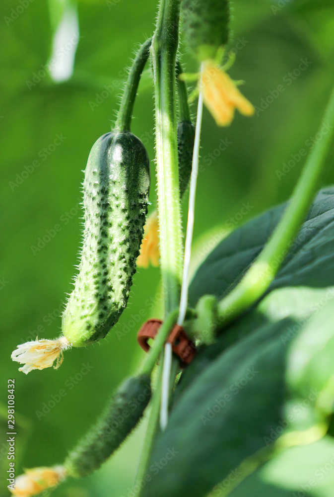 Fototapeta premium cucumbers warm up
