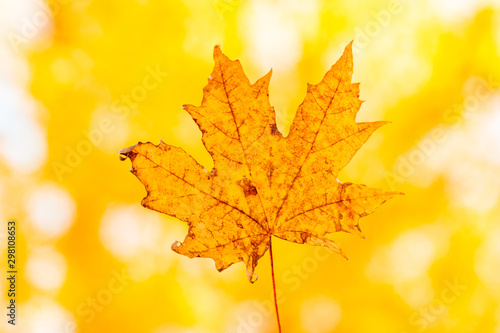 yellow maple autumn leaf on a yellow background
