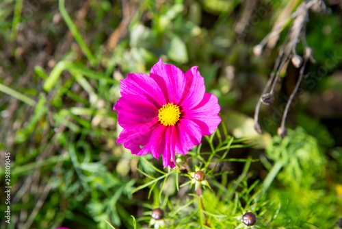 Herbstblume